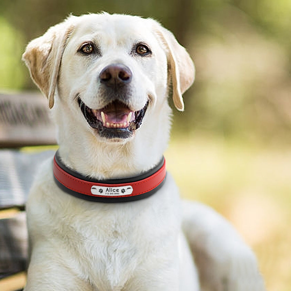 Personalisierbares zweifarbiges Premium Lederhalsband für Hunde