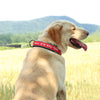 Personalisierbares, besticktes Premium Hundehalsband aus Nylon mit Reflektoren