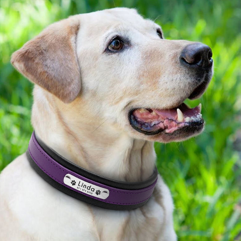 Personalisierbares zweifarbiges Premium Lederhalsband für Hunde