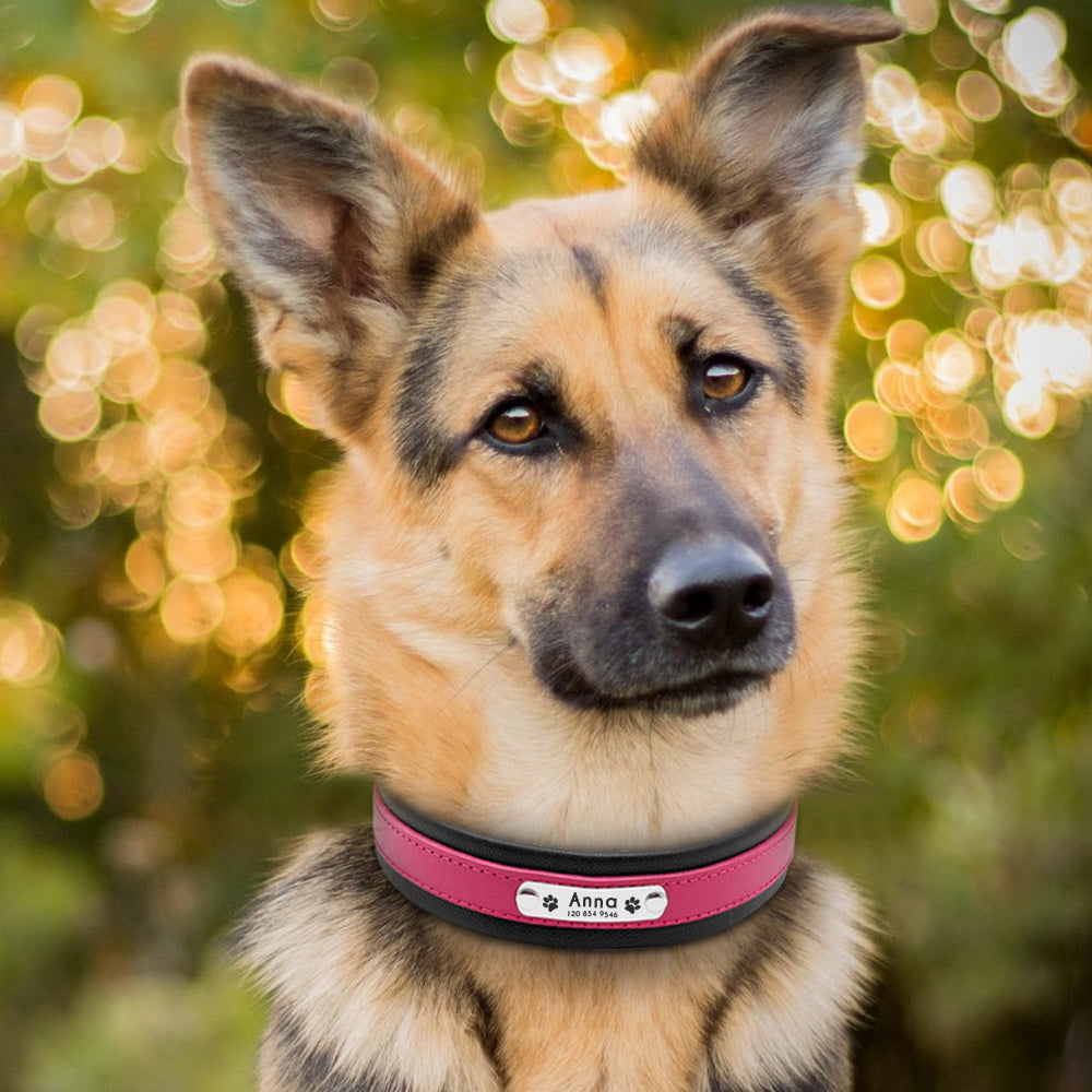 Personalisierbares zweifarbiges Premium Lederhalsband für Hunde