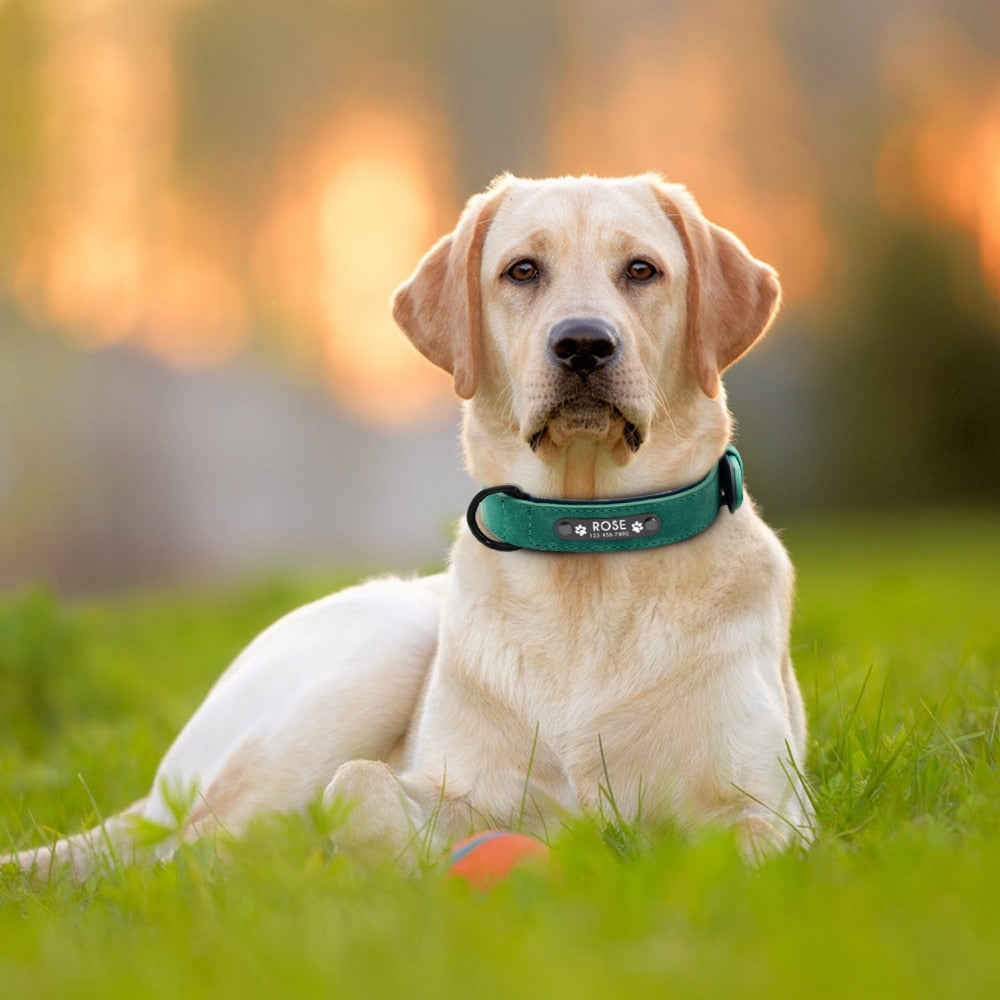 Personalisierbares Premium Lederhalsband für Hunde